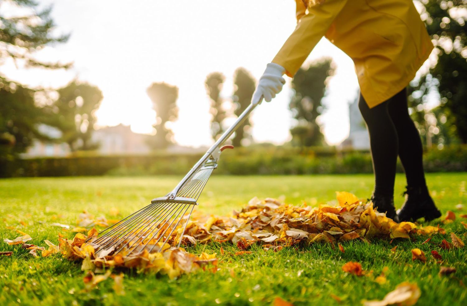 Person in yellow jacket raking fallen autumn leaves on green grass.