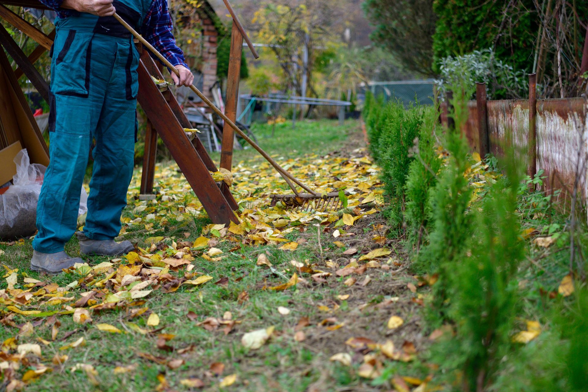 A person in teal work clothes rakes fallen yellow leaves on a grassy lawn next to a row of small evergreen bushes.