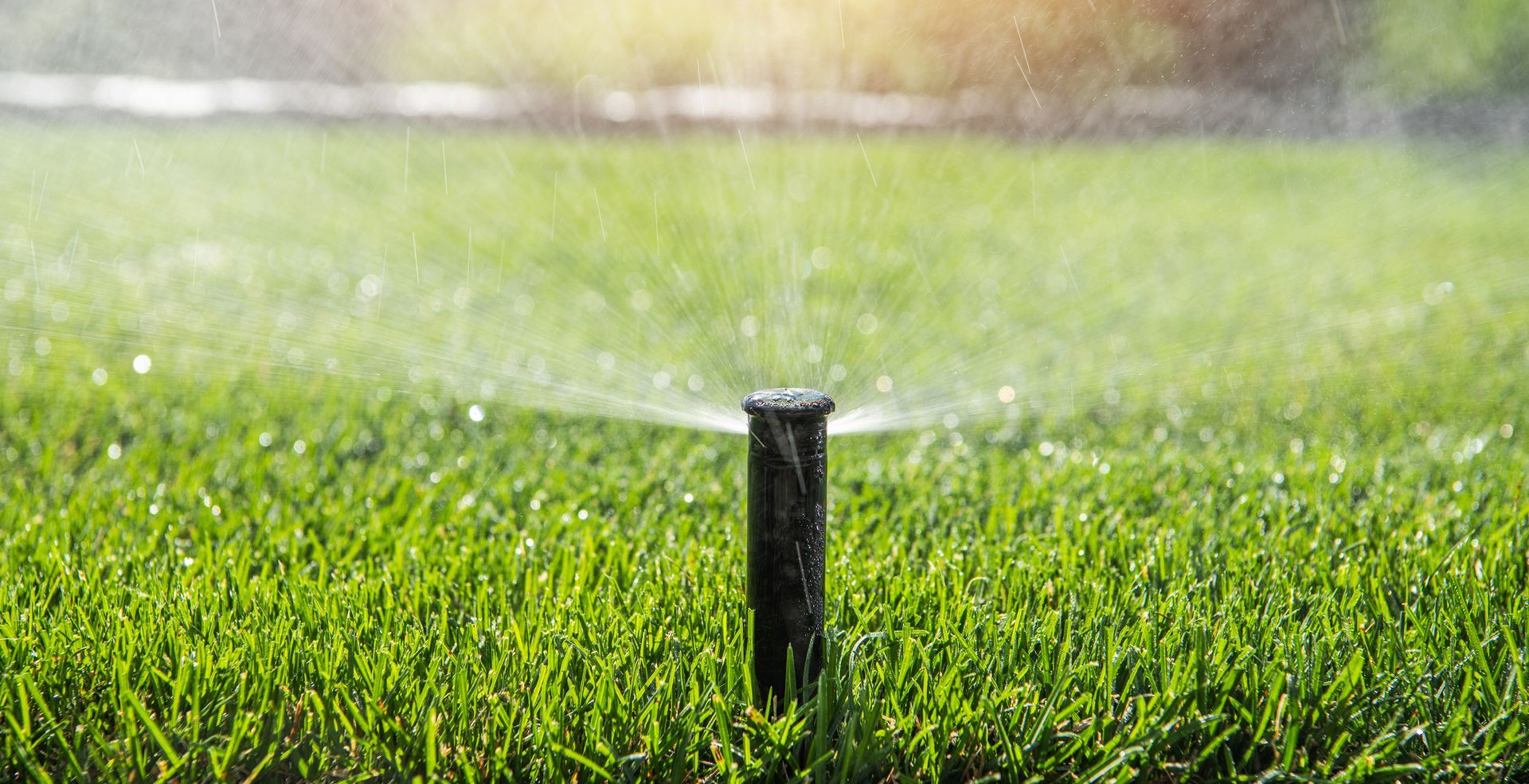 Sprinkler watering green grass on a sunny day.