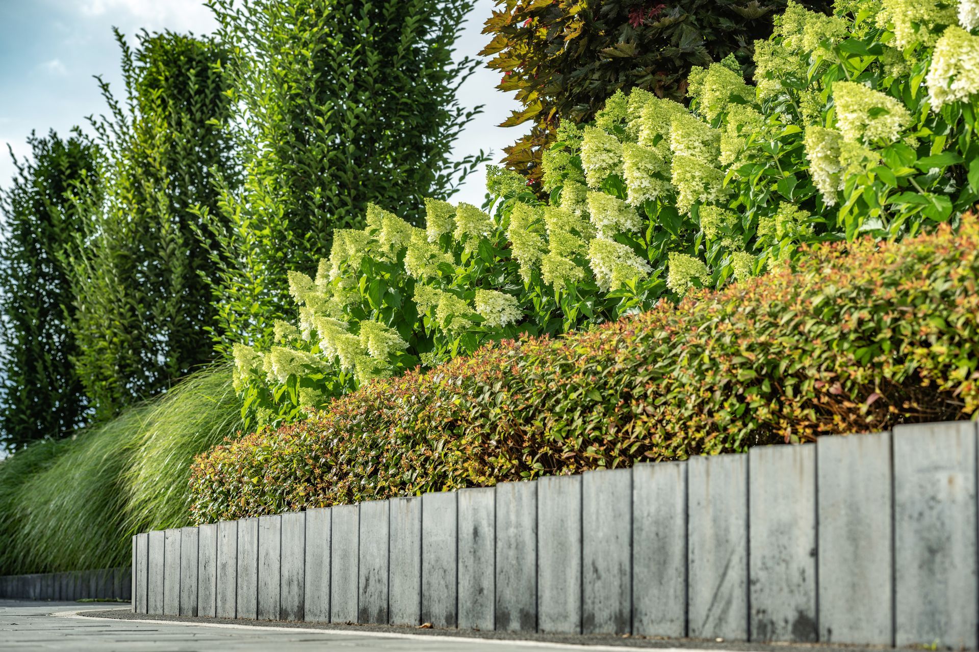 Landscaped garden bed with tall green trees and large white flower clusters.