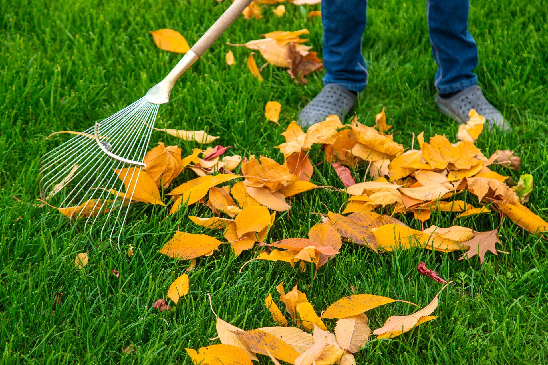 cleaning autumn leaves