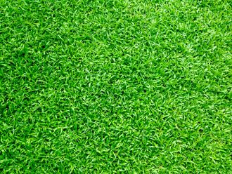 A close up of a lush green field of grass.