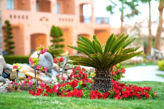 There is a palm tree in the middle of a garden with red flowers.