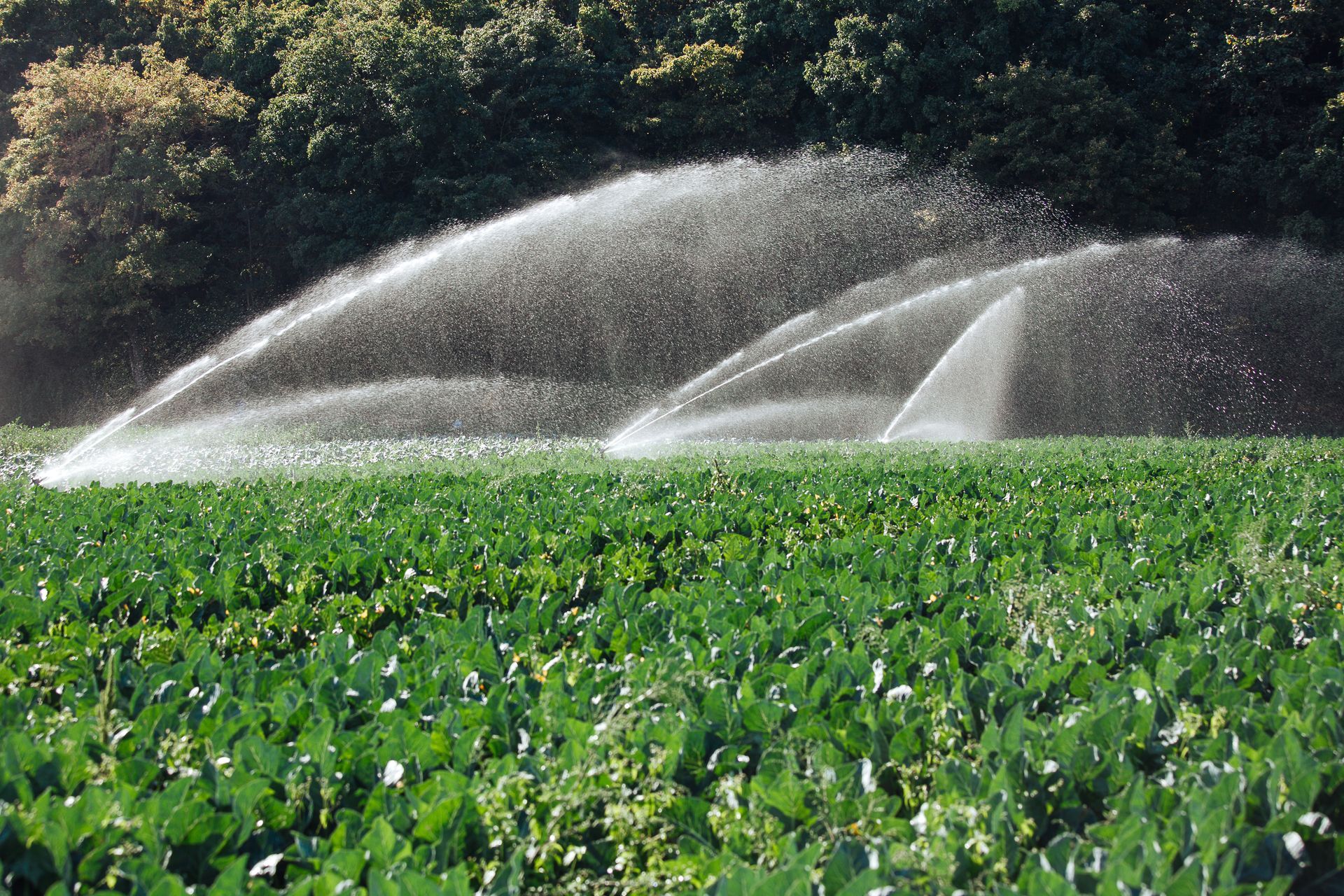 A sprinkler spraying water on a field of green plants