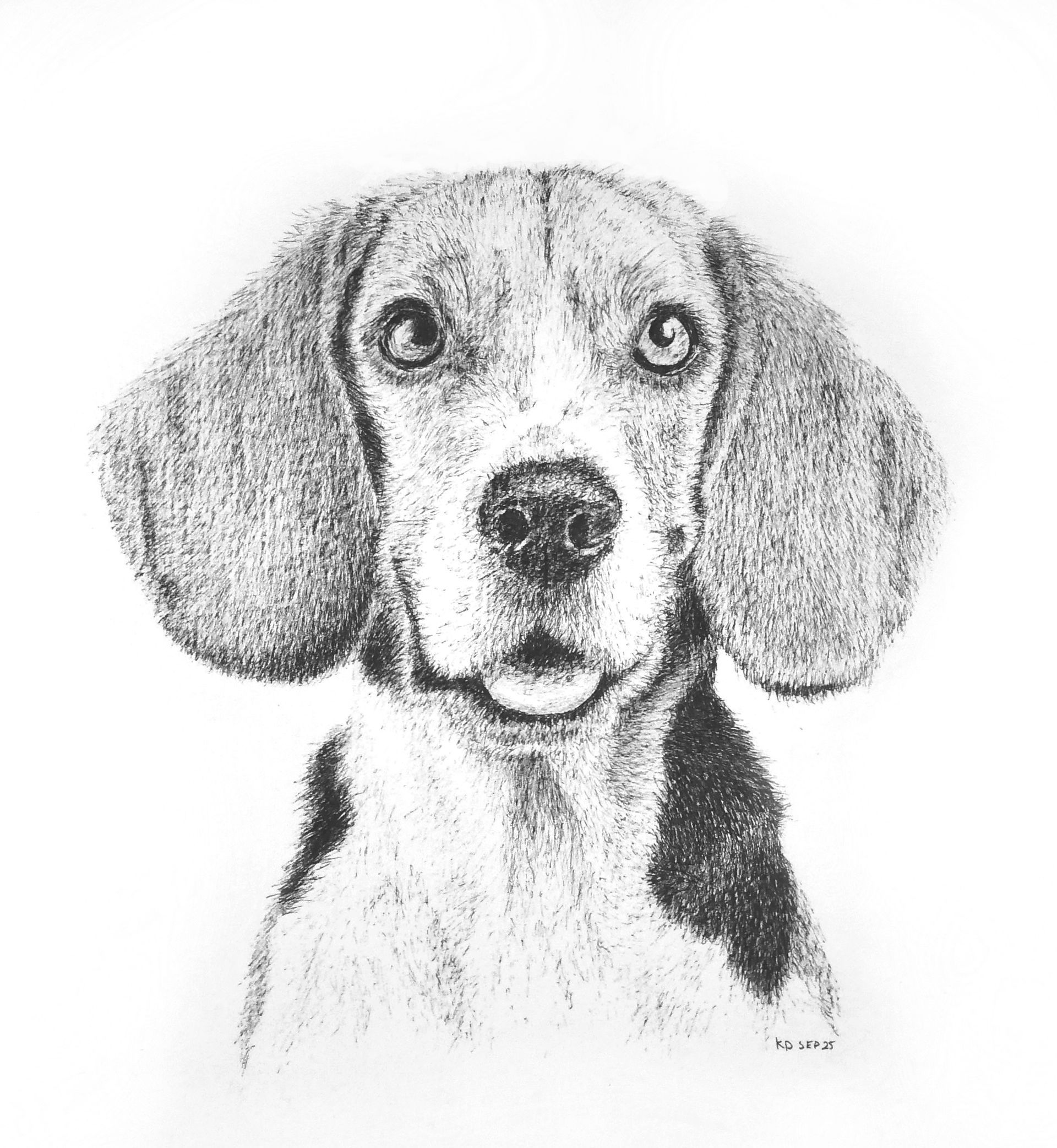 tekening Beagle