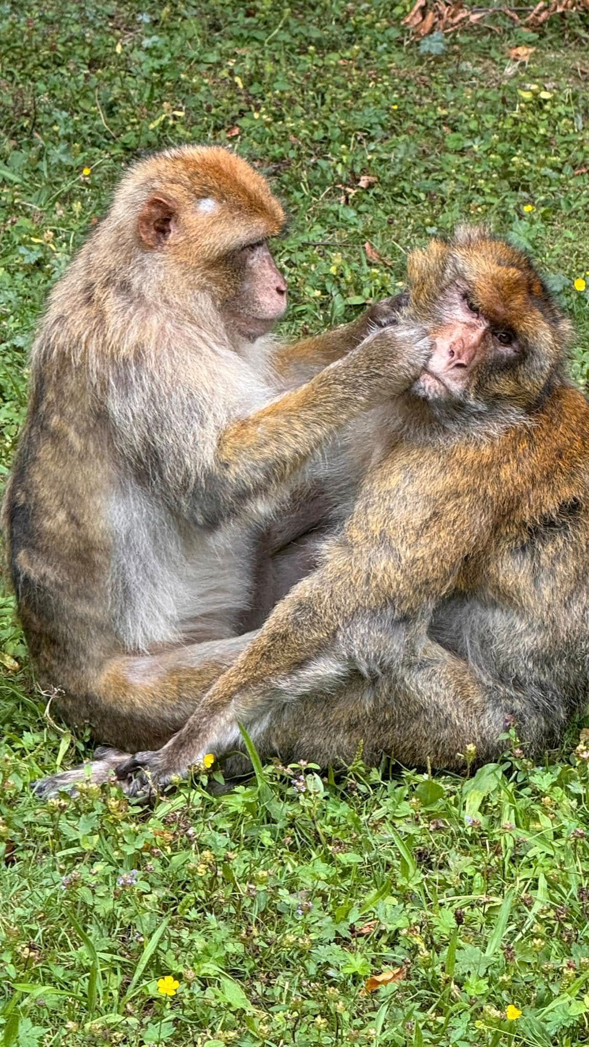 Affen auf dem Affenberg Salem