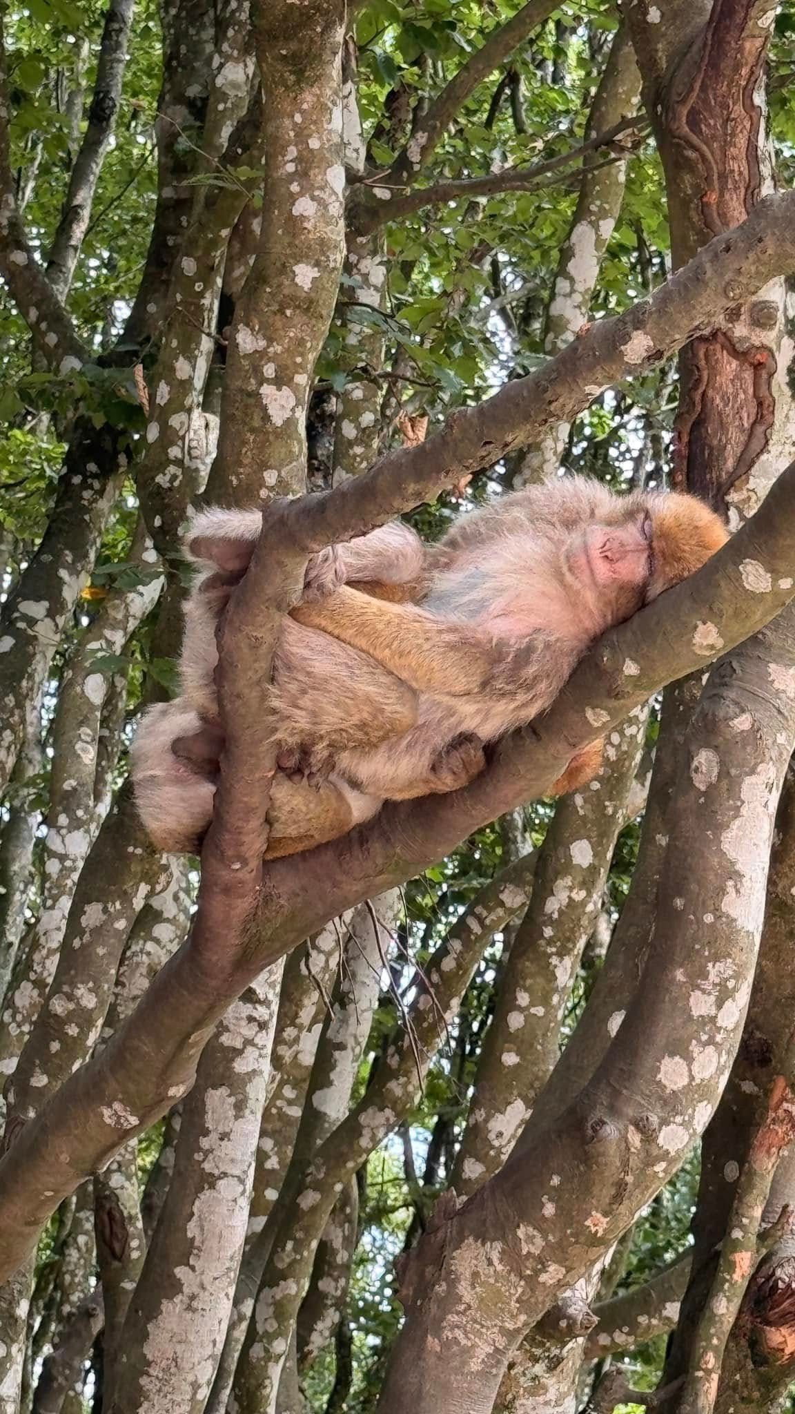 Affen auf dem Affenberg Salem