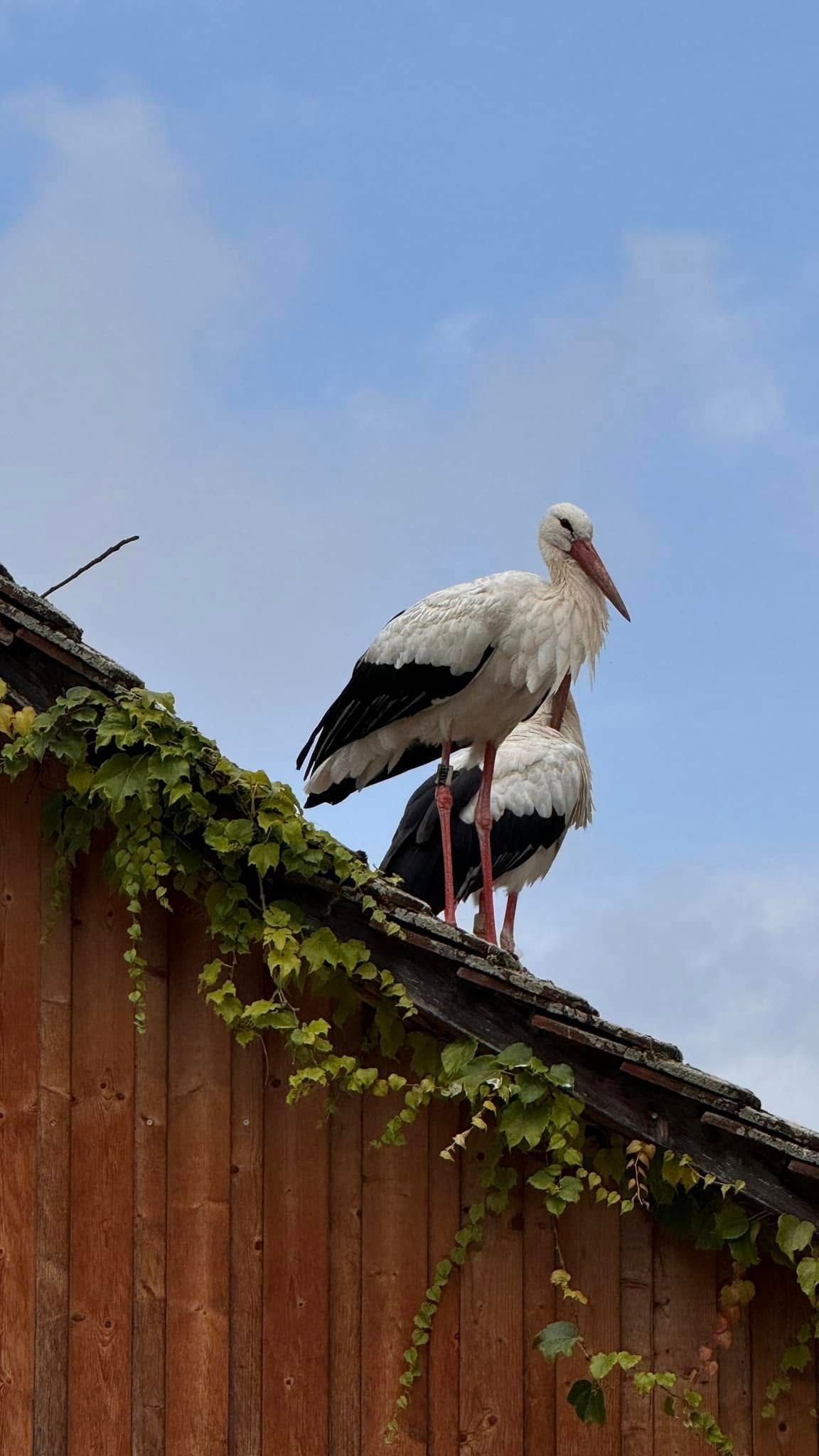 Störche auf dem Affenberg Salem