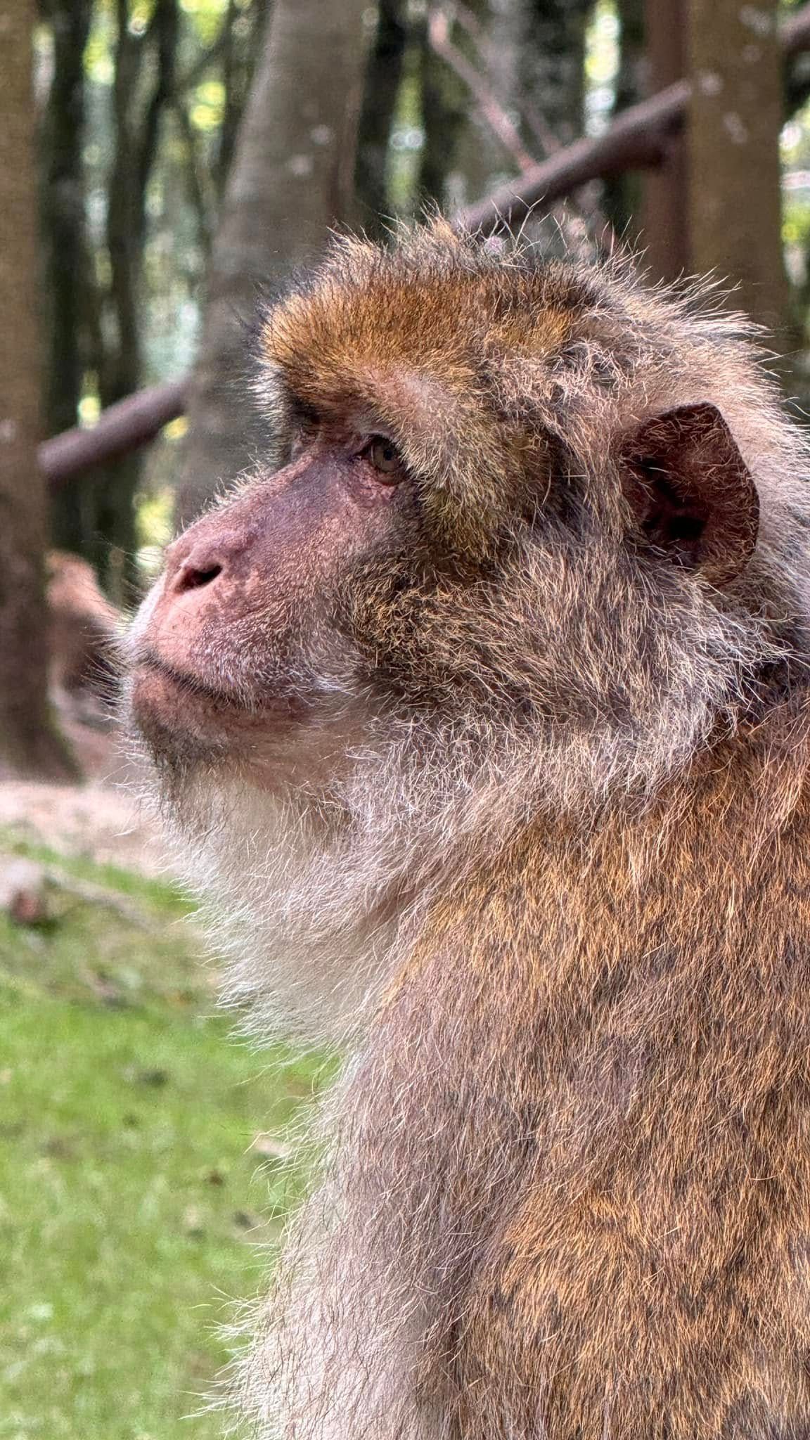 Affen auf dem Affenberg Salem