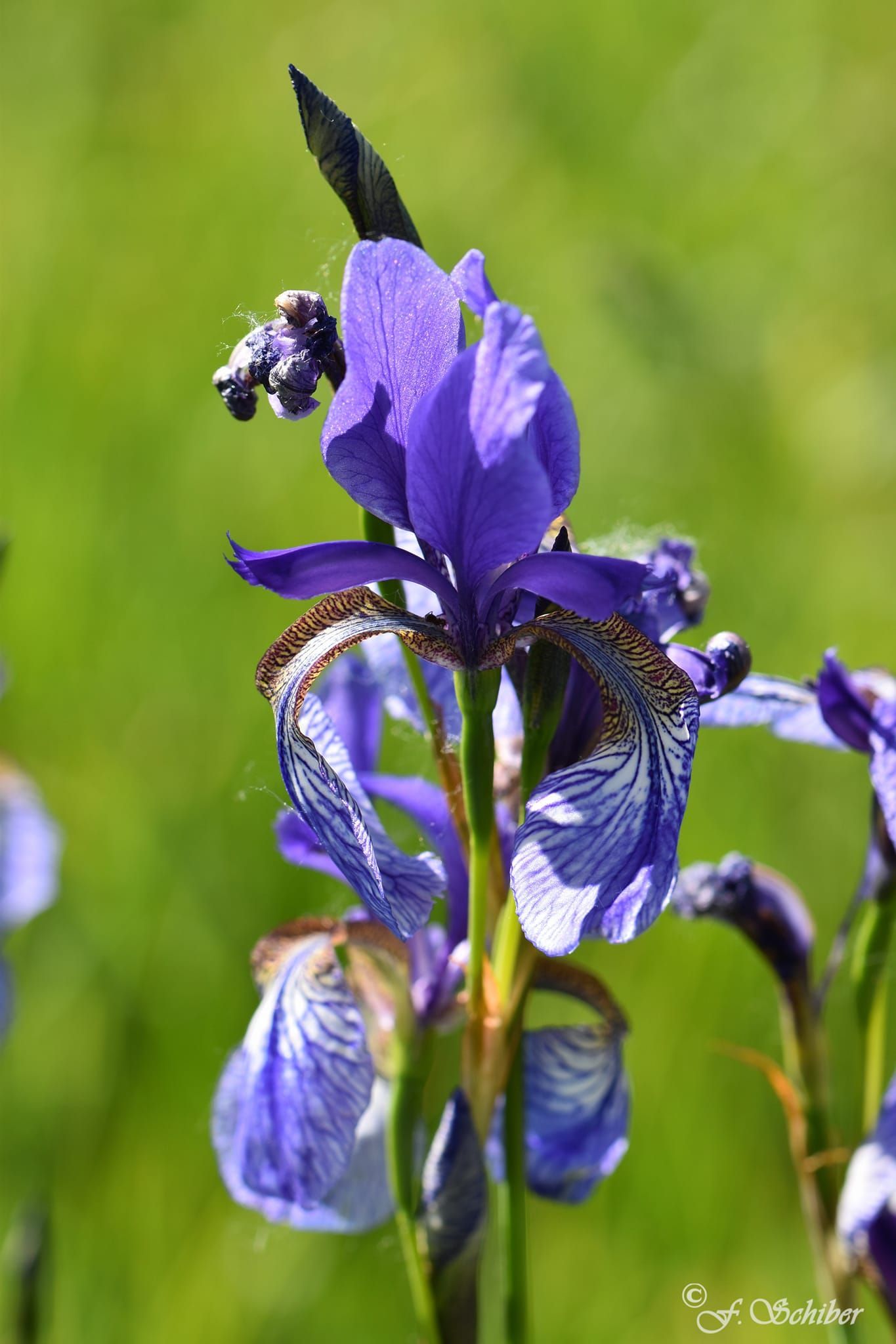Die Iris-Blüte, auch Schwertlilie genannt, in Eriskirch am Bodensee- Iriswiese