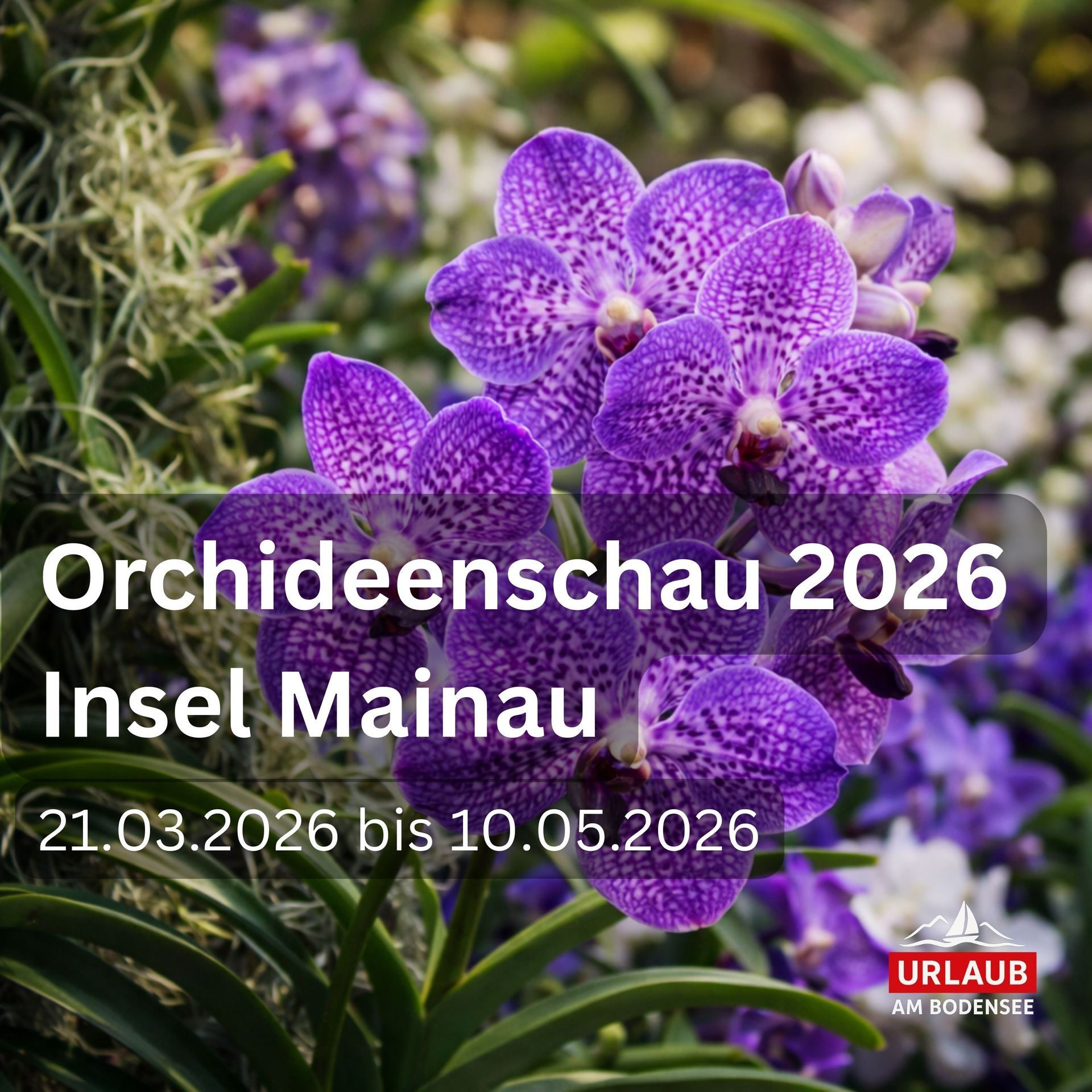 Orchidee - Orchideenschau Mainau 2026: 3.000 Orchideen im Palmenhaus der Blumeninsel am Bodensee