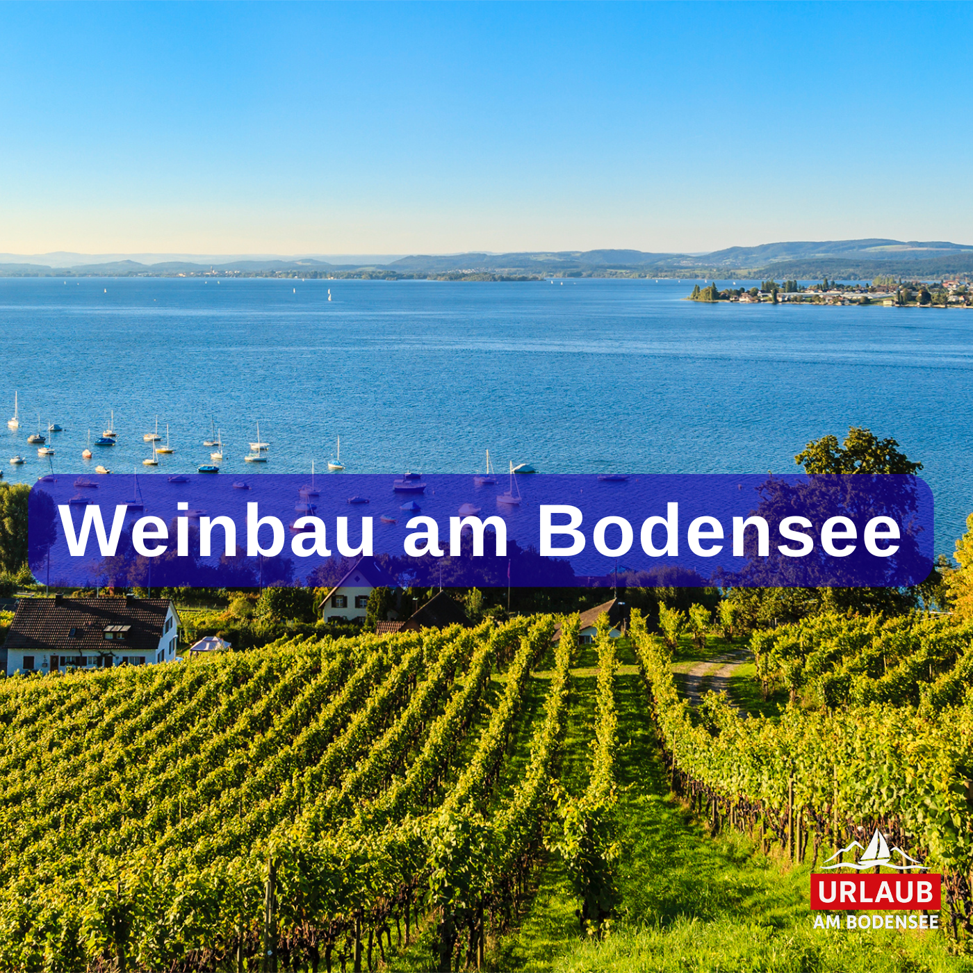 Weinbau am Bodensee: Sonnenterrassen, Klima & Besonderheiten entdecken