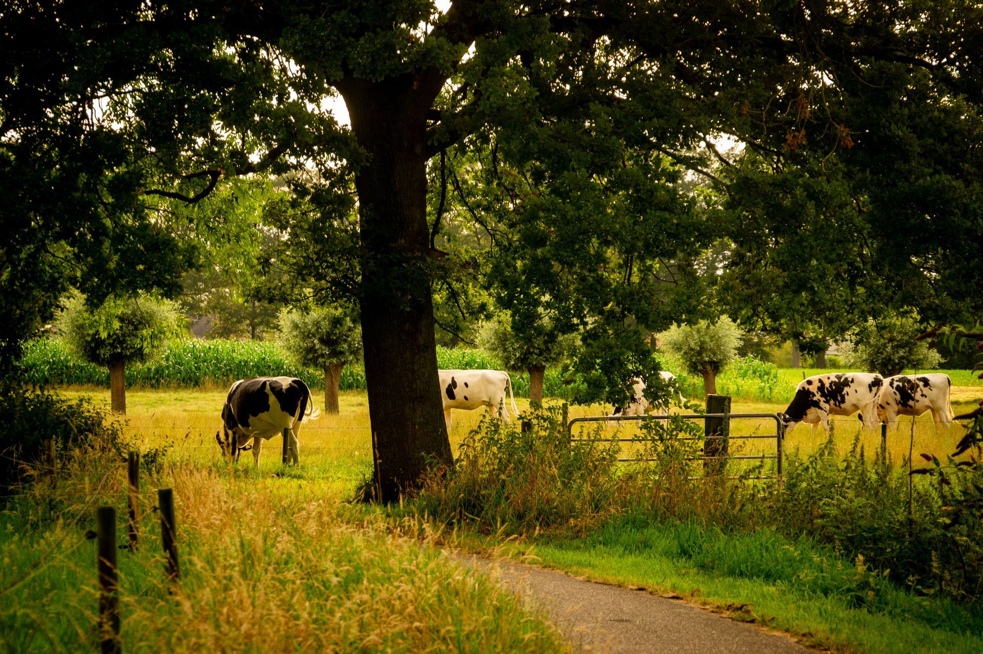Cows grazing in a sunlit green pasture beside a winding path under a large tree