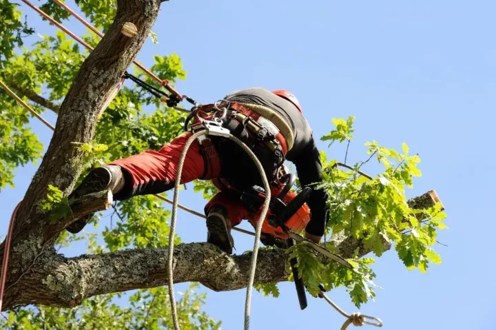 Arborist in red jacket and safety gear trimming branches high in a tree, viewed against a blue sky