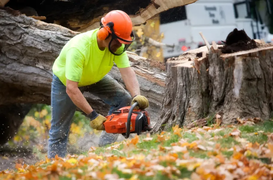 Worker in neon shirt using a chainsaw to cut a large fallen tree trunk outdoors