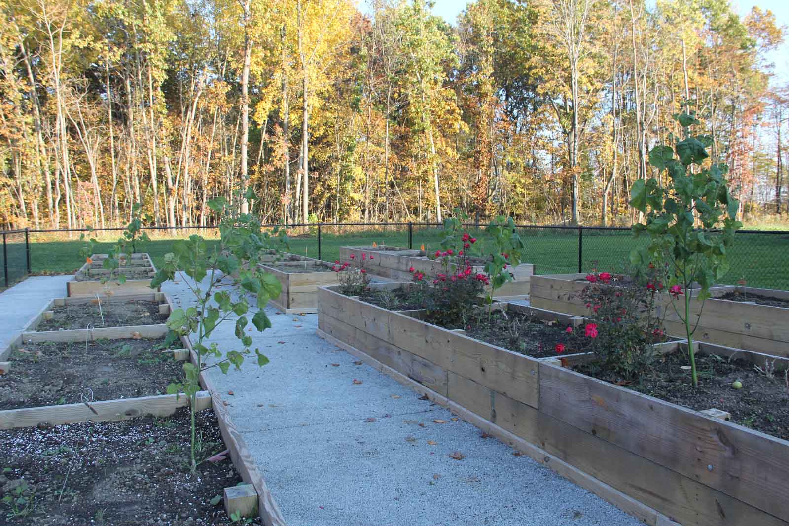 The Commons at Madaline Park community gardens