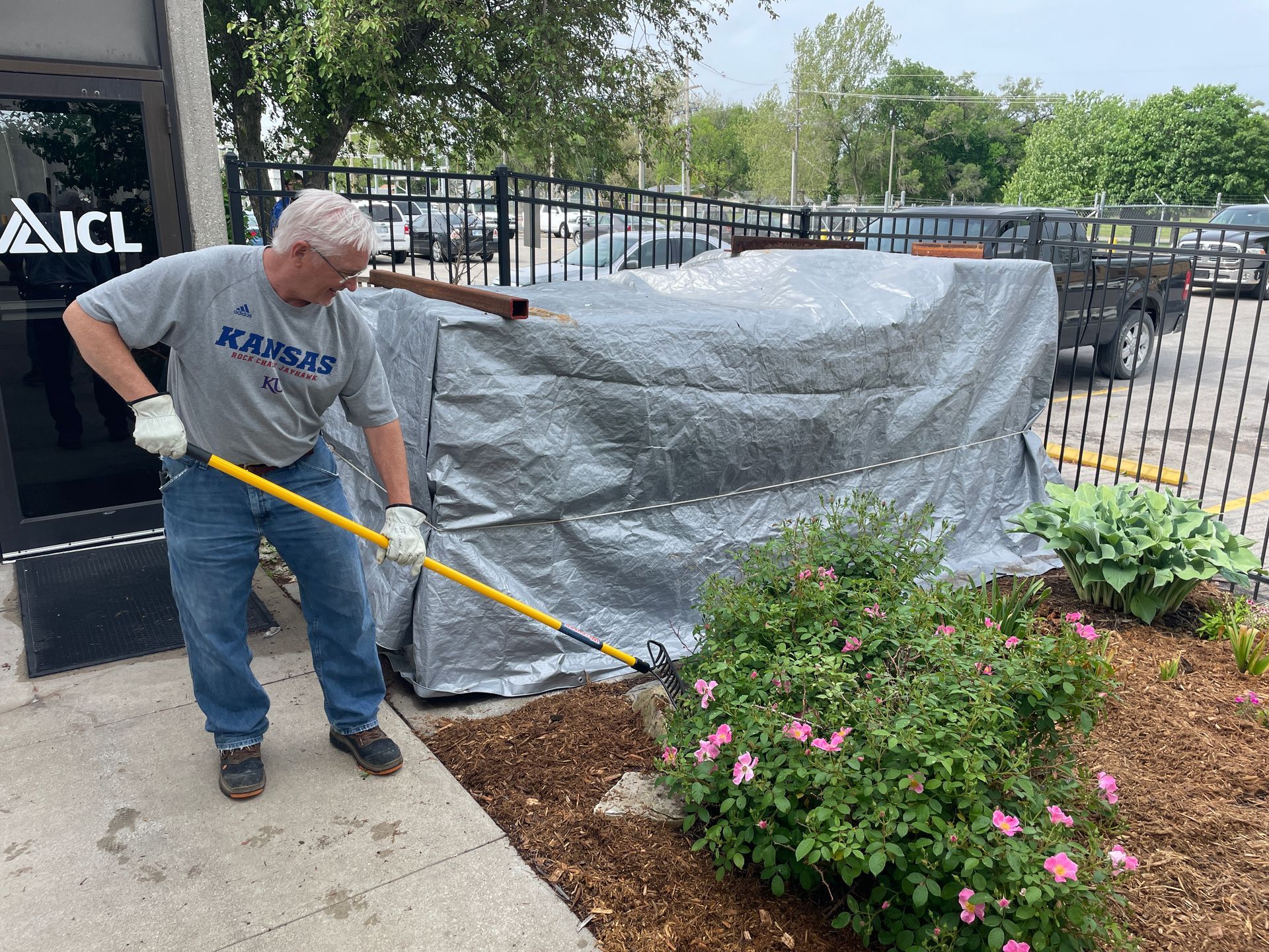 A man is spreading mulch around a flowering bush at the ICL Spring Planting.