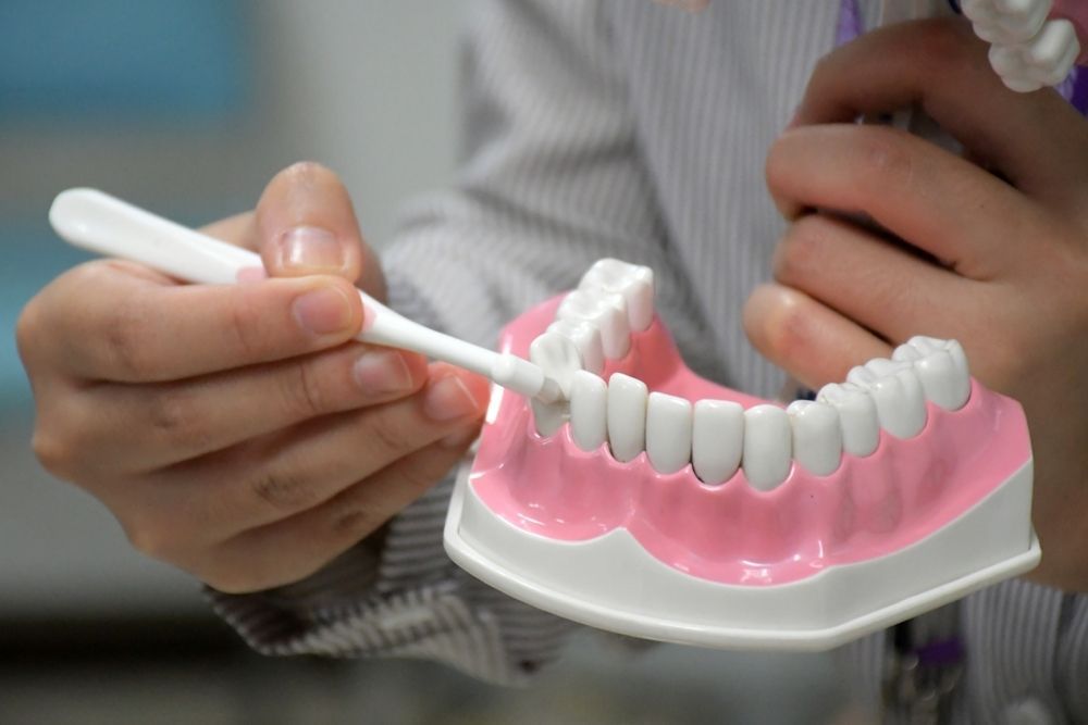 A Person Is Brushing A Model Of Teeth With A Toothbrush — Dentures Direct Taree-Rod Hinton In Taree, NSW