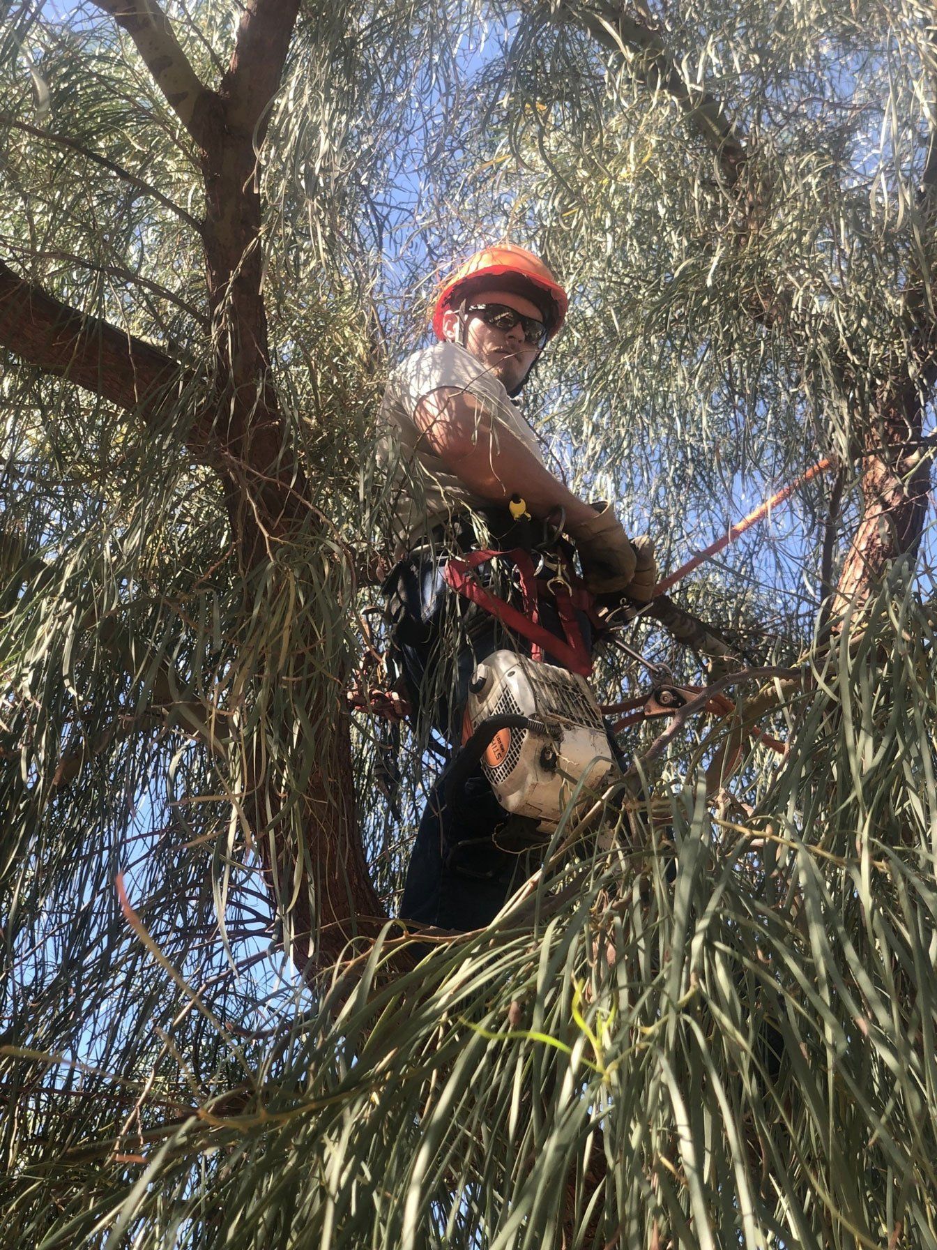 Stump Grinding — Worker Cutting the Tree in Las Vegas, NV