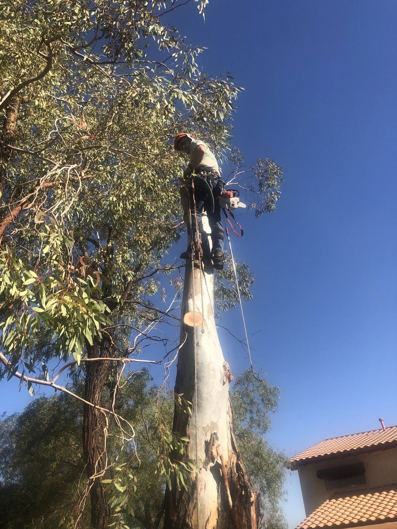 Worker on Top of a Tall Tree — Las Vegas, NV — Henrie Tree Service