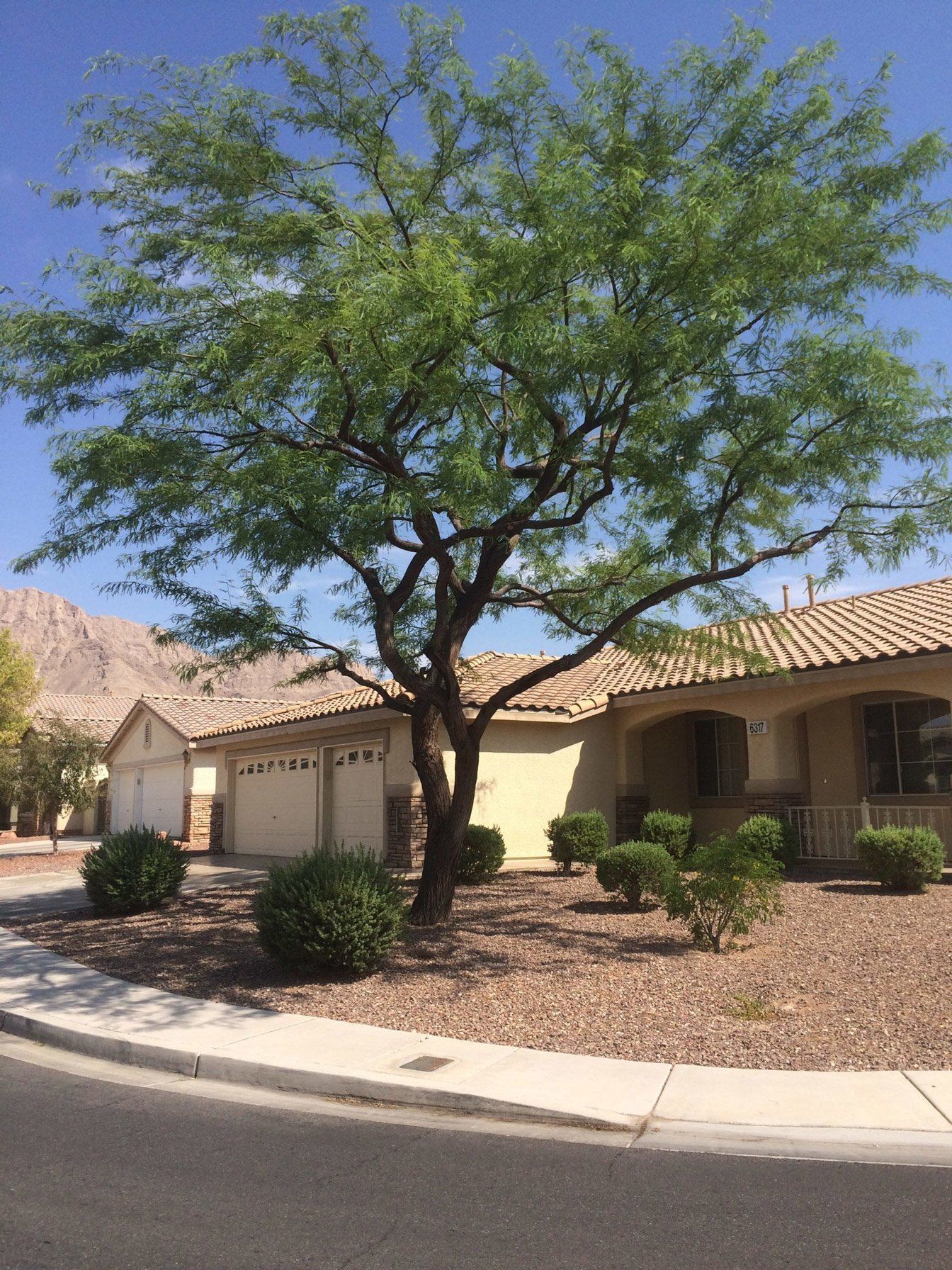 Bush And Shrub Trimming — Trimmed Tree in Las Vegas, NV