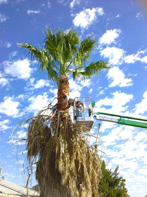 Stump Removal — Tall Palm Tree in Las Vegas, NV