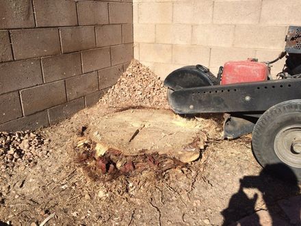 Stump Removal Service  — Las Vegas, NV — Henrie Tree Service