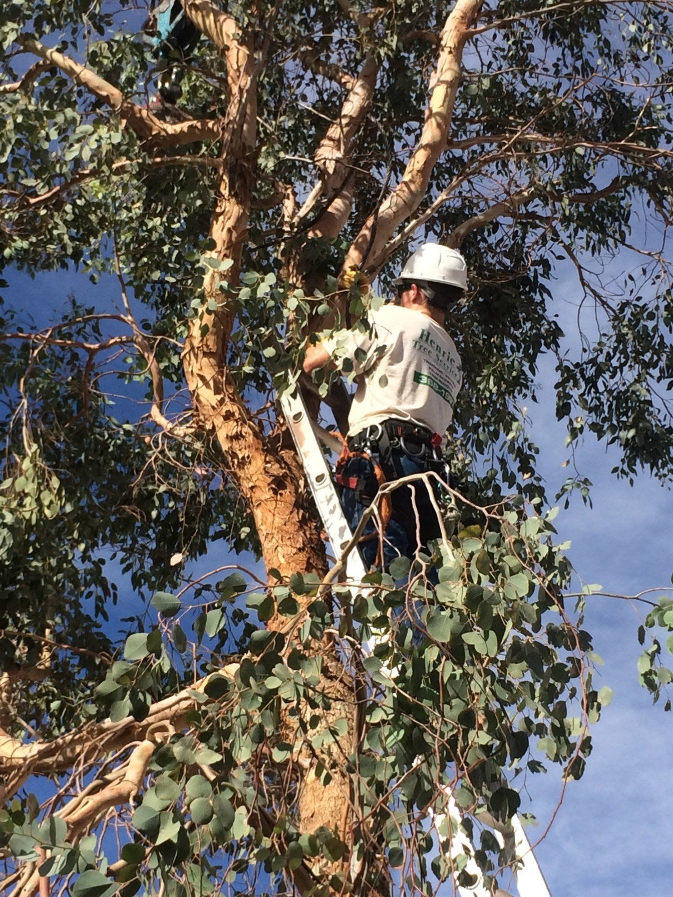Tree Trimming — Worker Trimming the Tree in Las Vegas, NV