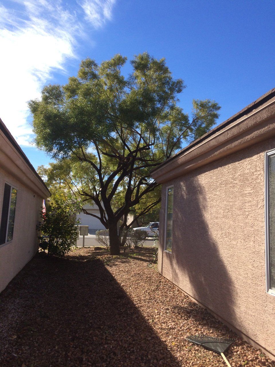 After Tree Trimming — Las Vegas, NV — Henrie Tree Service