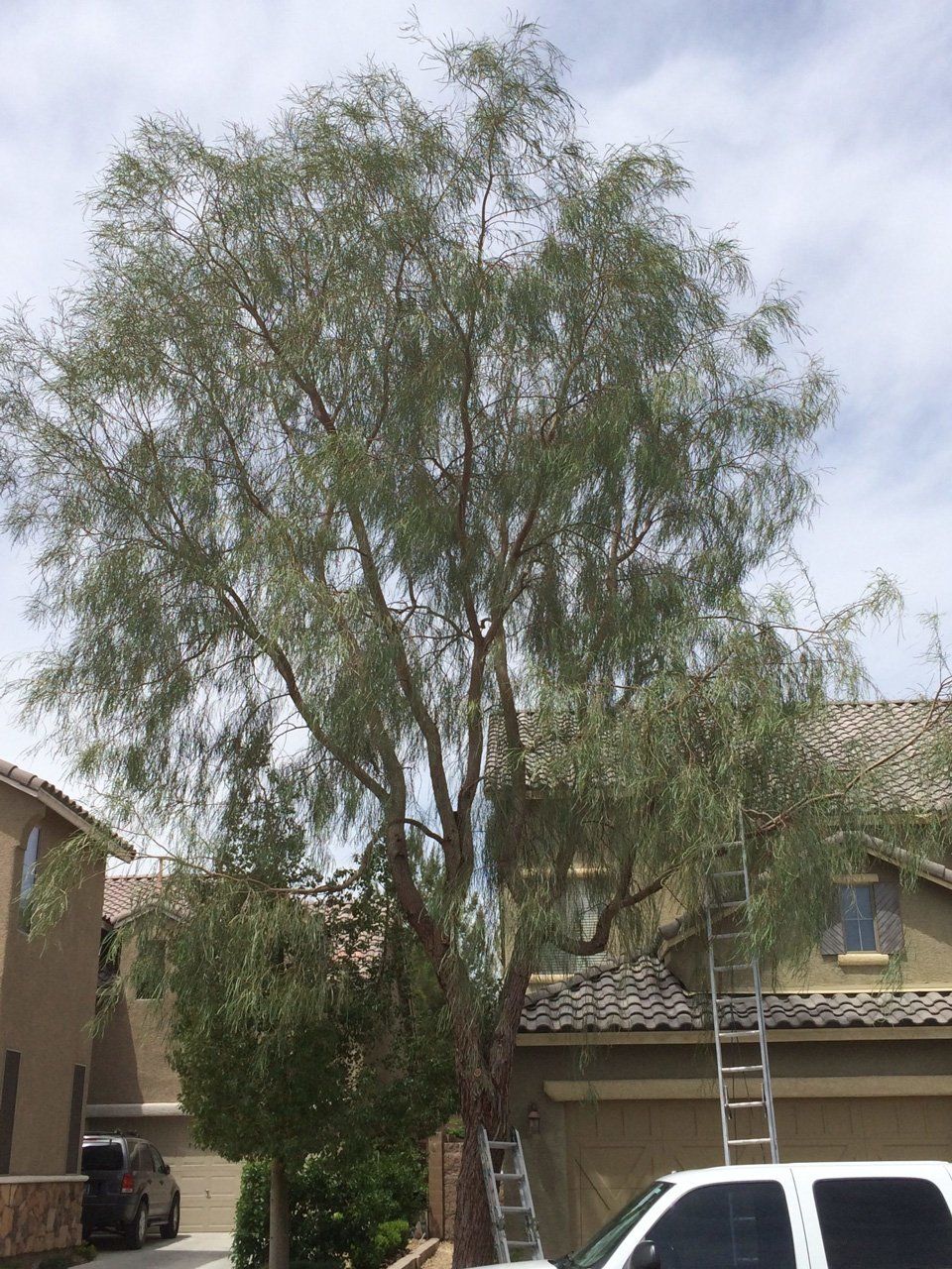 After Tree Trimming Service — Las Vegas, NV — Henrie Tree Service