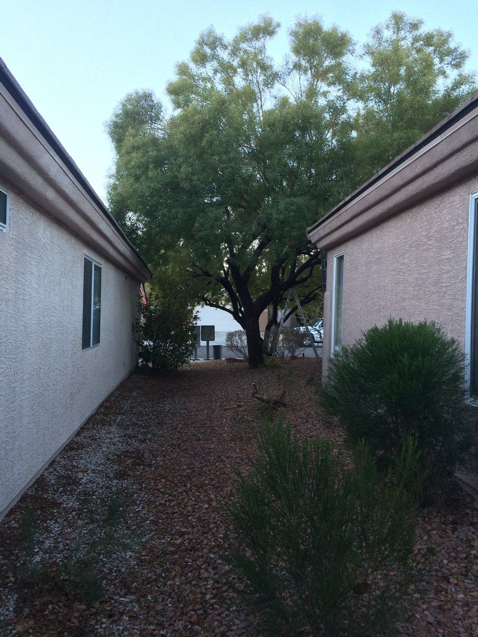 Before Tree Trimming — Las Vegas, NV — Henrie Tree Service