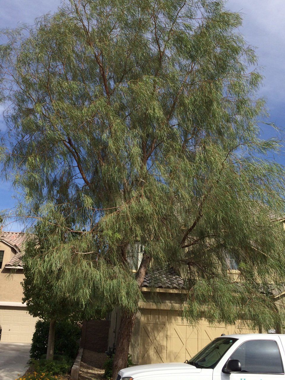Before Tree Trimming Service — Las Vegas, NV — Henrie Tree Service