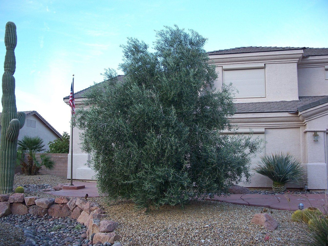 Before Tree Service — Las Vegas, NV — Henrie Tree Service