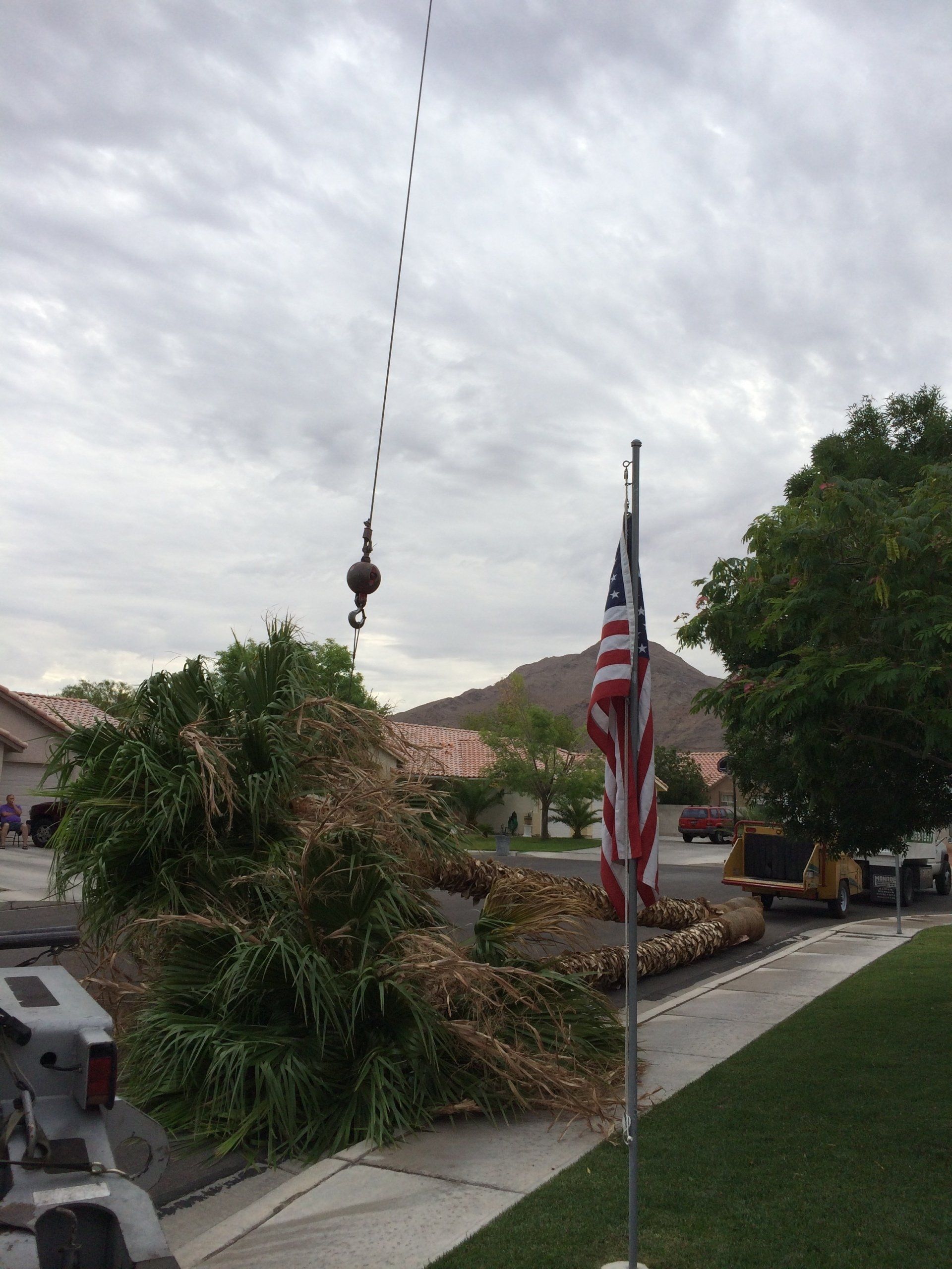 Two Cut Palm Tree — Las Vegas, NV — Henrie Tree Service