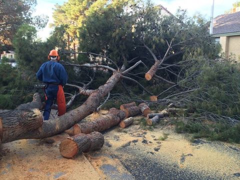 Storm Damage Removal — Worker Cut the Tree in Las Vegas, NV