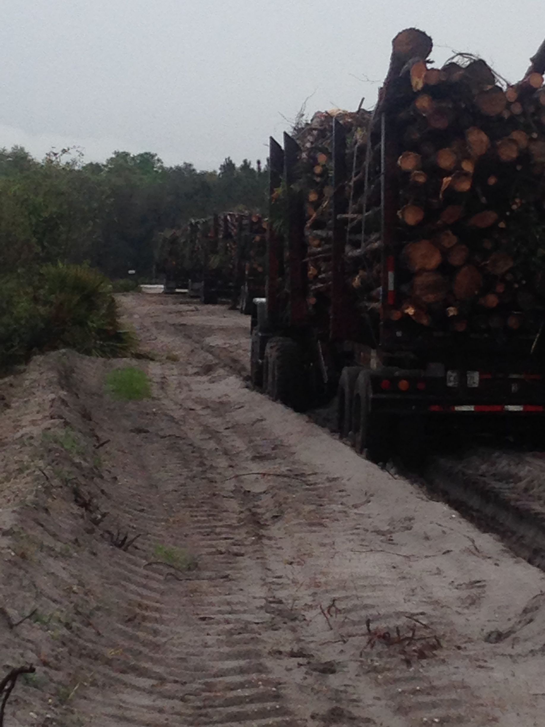 A truck carrying logs down a dirt road