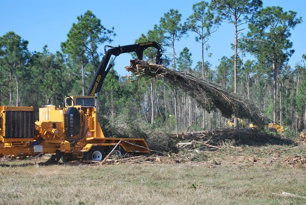 A yellow machine is cutting down trees in a field