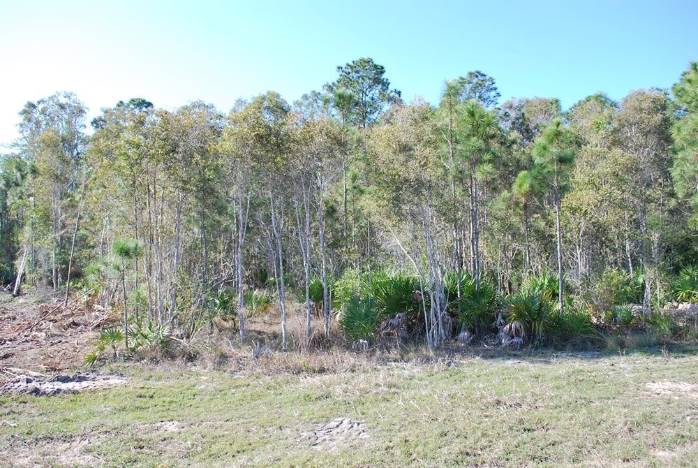 A field with trees in the background and a blue sky
