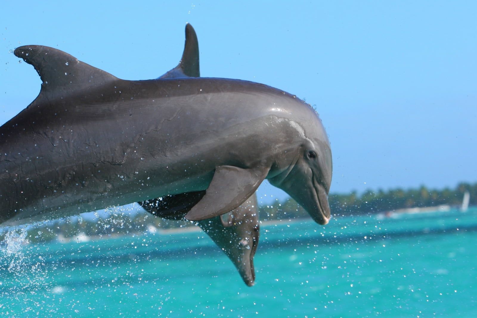 Delfines saltando en plataforma de dolphin island park