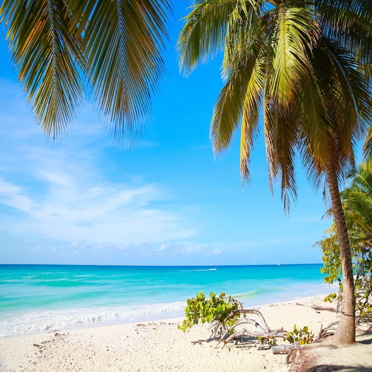 Tropical beach in La Romana with white sand, turquoise water and palm trees in the Dominican Republic