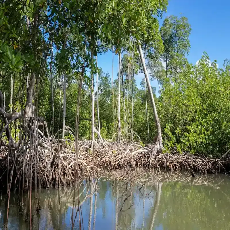 Mangroves at Los Haitises National Park reflected on the calm waters of Miches, Dominican Republic