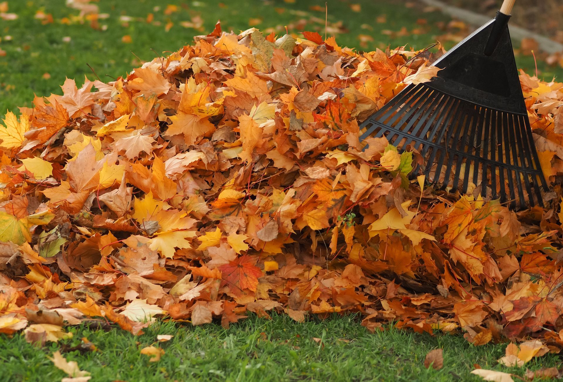 Pile of colorful autumn leaves being raked on green grass.