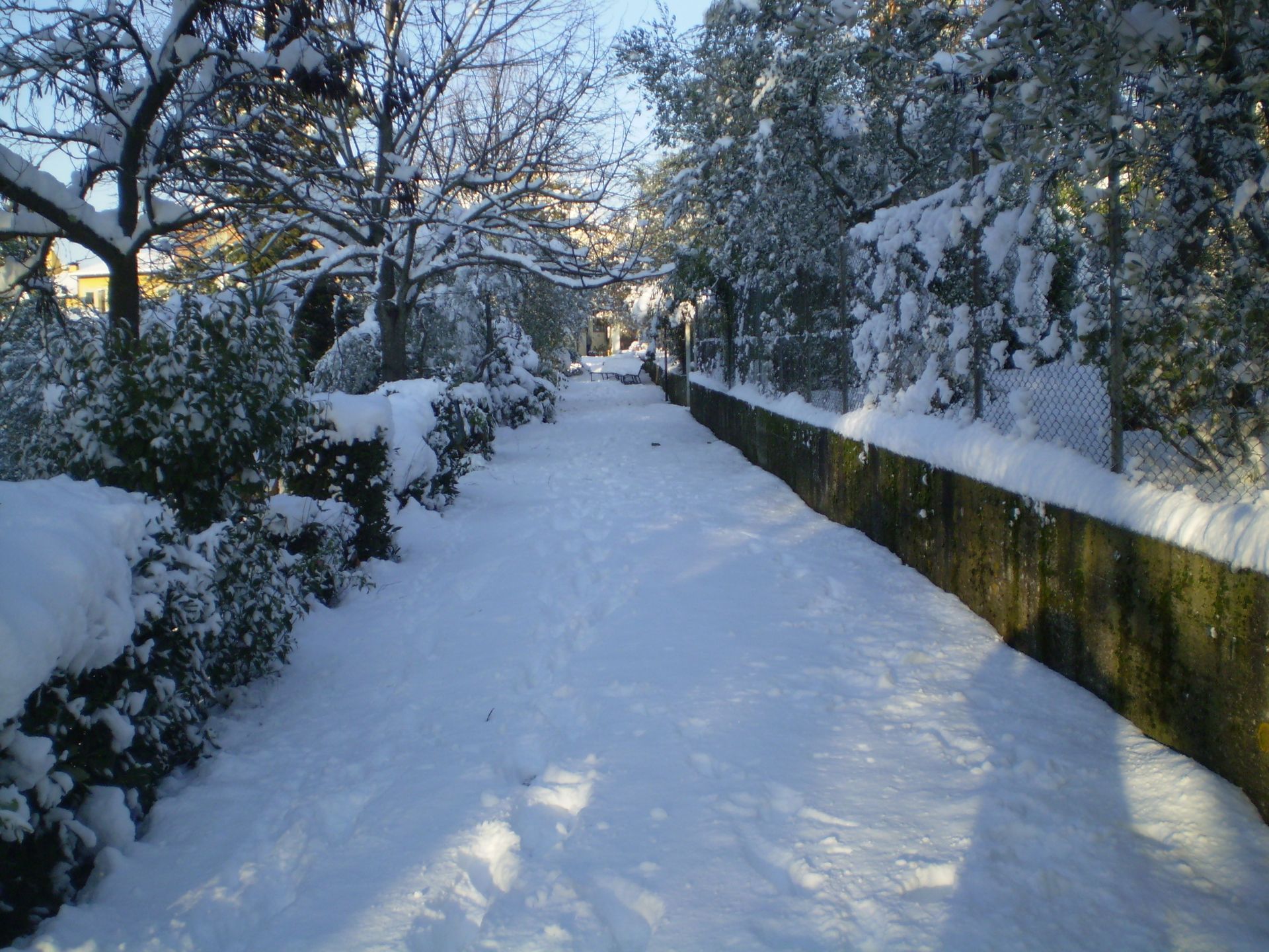 Sentiero innevato costeggiato da cespugli e alberi innevati sotto un cielo luminoso.