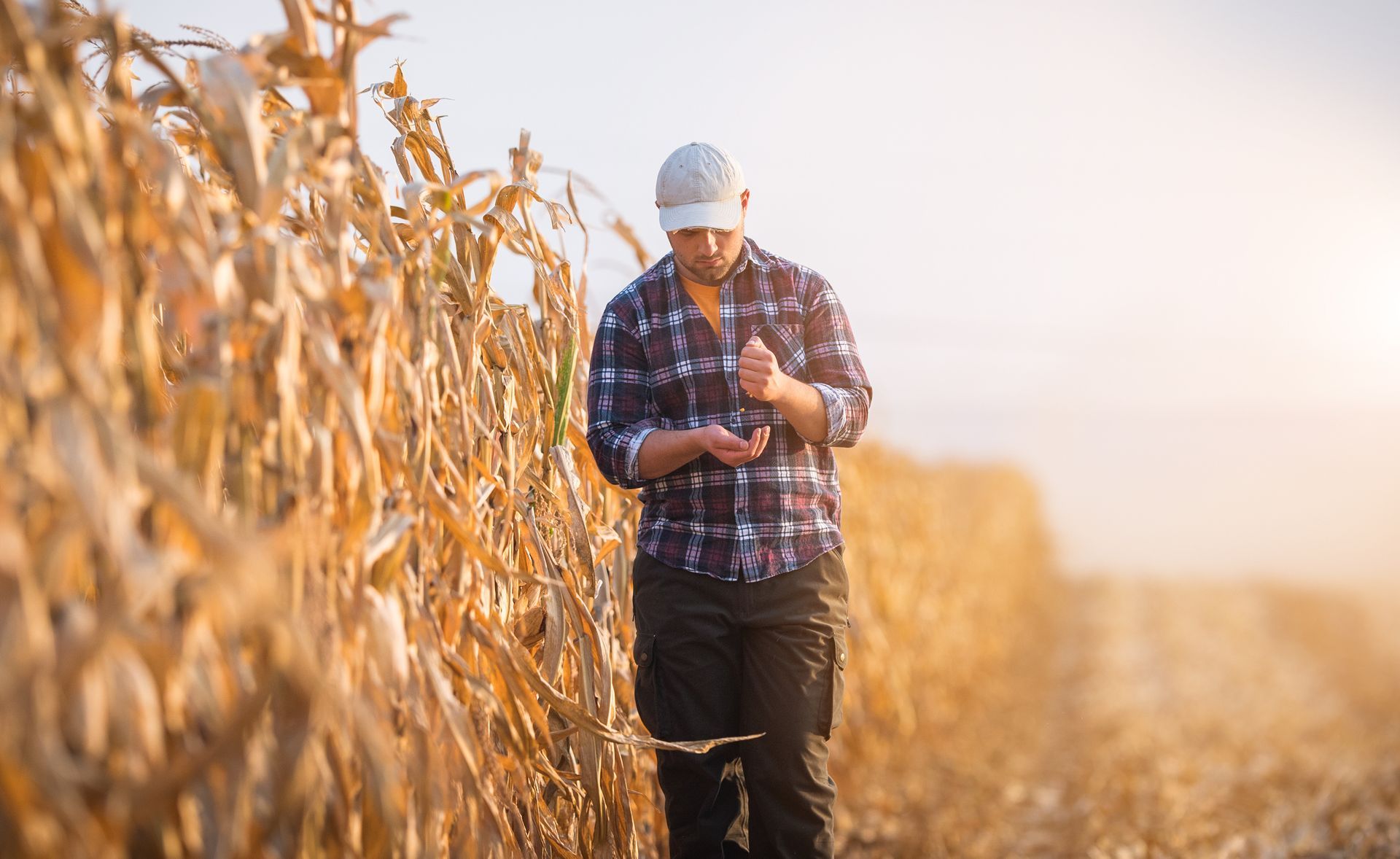 A man is walking through a corn field looking at his phone.