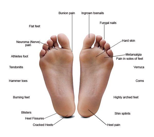 feet anatomy