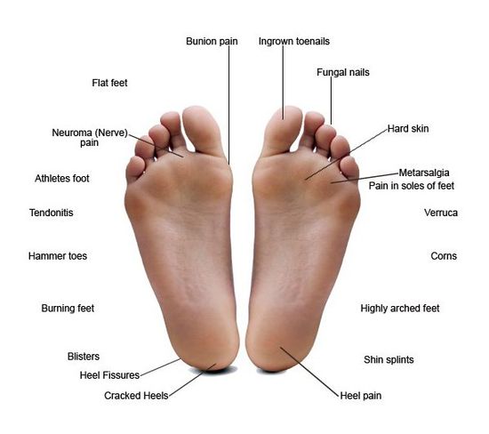 feet anatomy