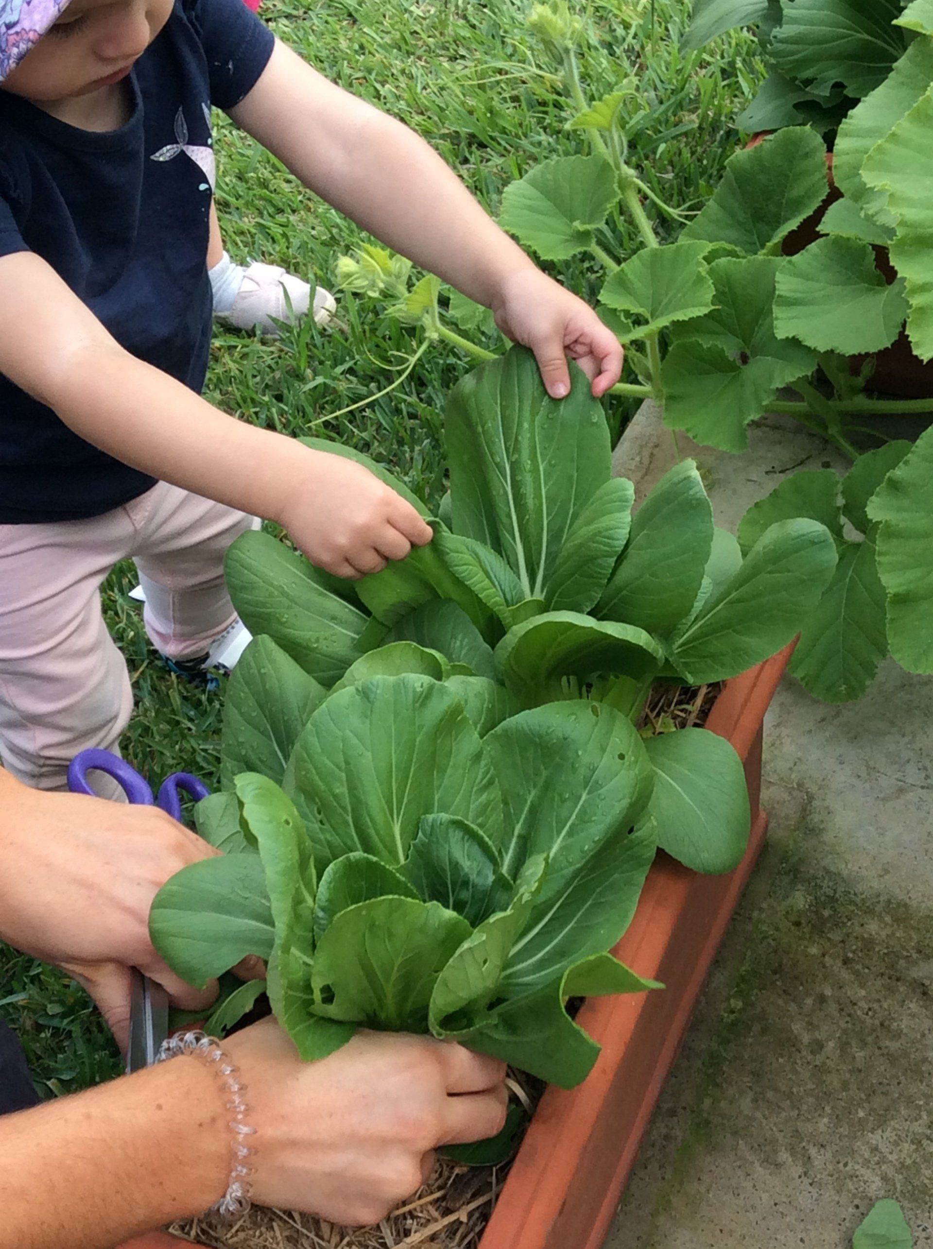 A Person Is Cutting A Plant With Scissors While A Child Looks On — Juniors At Wamberal in Wamberal, NSW