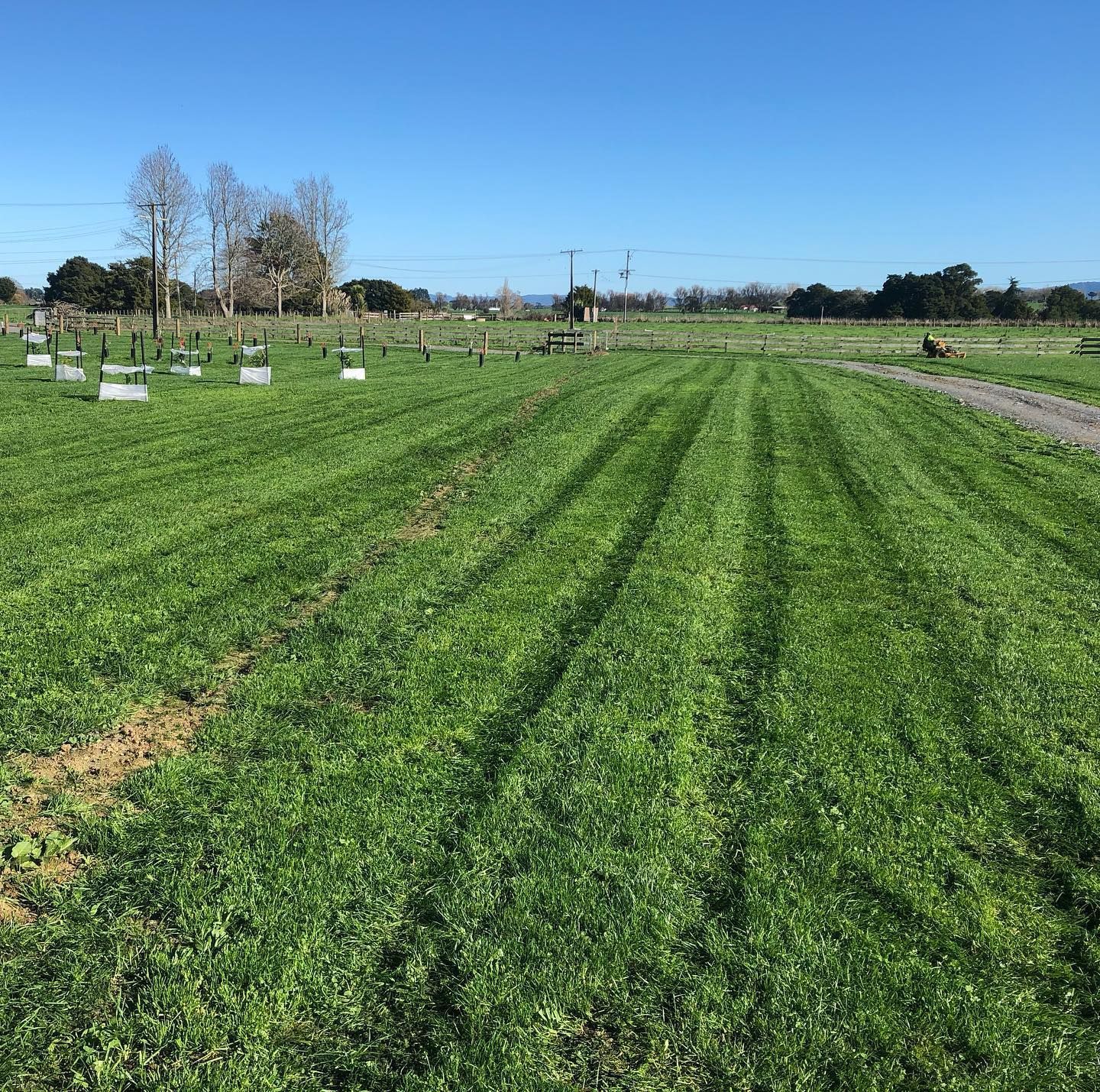 Green field with rows, beehives, trees, and a clear blue sky.