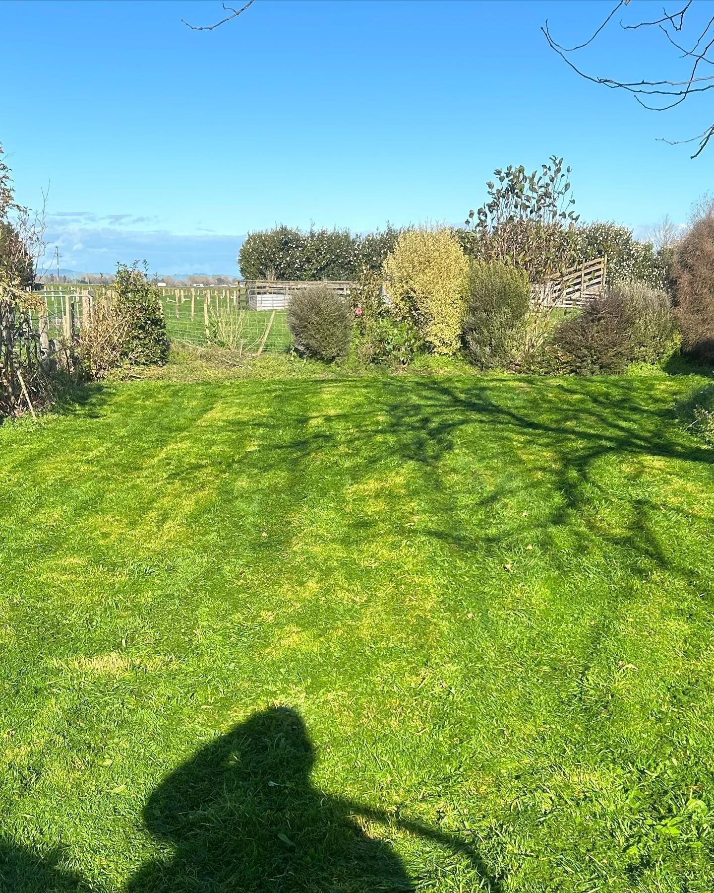 Lush green lawn with shadows, shrubs and trees, under a bright blue sky.
