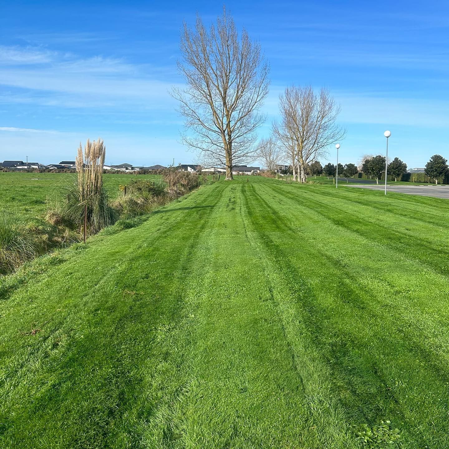 Freshly mown green lawn with visible stripes, two bare trees, and a blue sky in a field.